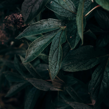 Provision of Registered Address